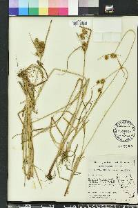 Cyperus ovatus image