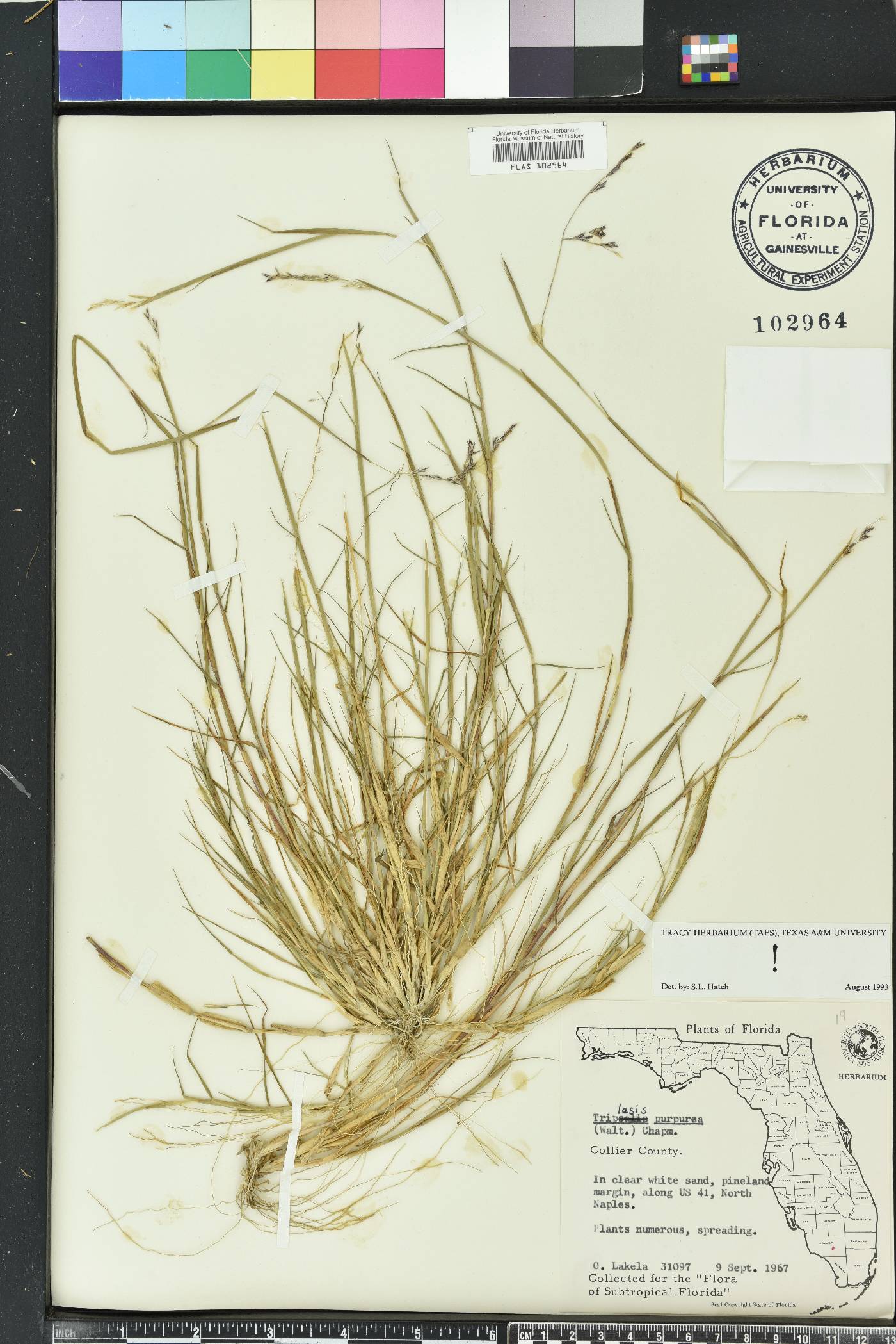 Triplasis purpurea image
