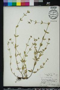 Hedyotis uniflora image