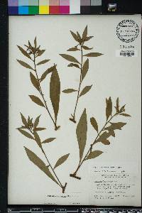 Ludwigia leptocarpa image