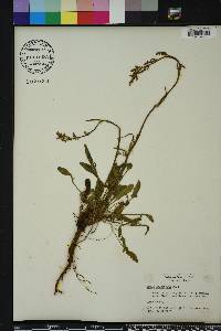 Rumex hastatulus image