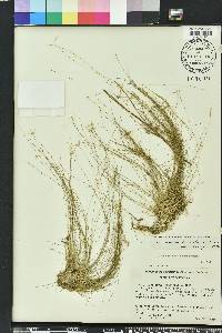 Eleocharis microcarpa image