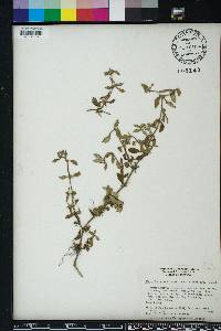 Richardia grandiflora image