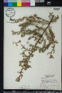 Oenothera humifusa image