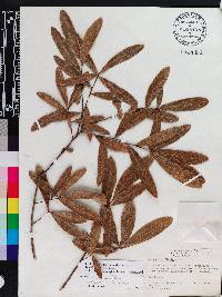 Quercus hemisphaerica image