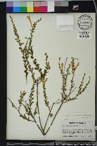 Calamintha coccinea image