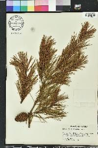 Pinus clausa image