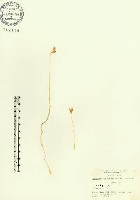 Voyria parasitica image