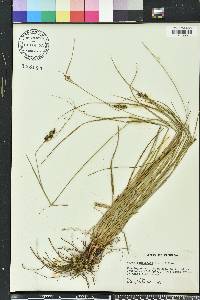 Carex complanata image