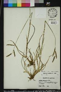 Paspalum plicatulum image