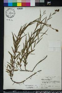 Ludwigia suffruticosa image