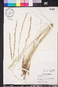 Aristida stricta image