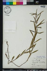 Ludwigia octovalvis image