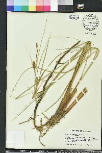 Carex walteriana image