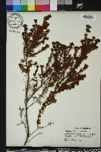 Hypericum fasciculatum image