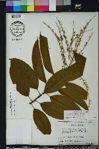 Oxydendrum arboreum image