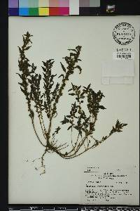 Parietaria pensylvanica image