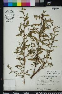 Ludwigia glandulosa image