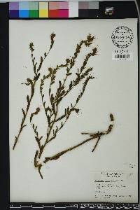 Onosmodium virginianum image