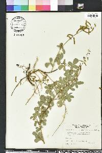 Desmodium incanum image