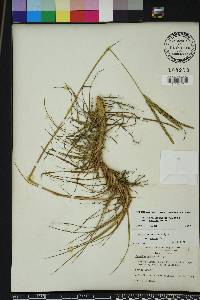 Paspalum notatum image