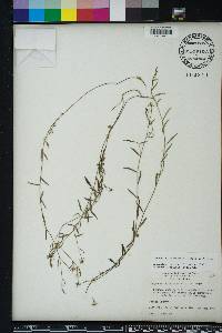 Campanula floridana image