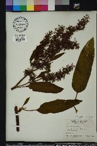 Rumex verticillatus image