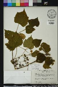 Ampelopsis cordata image