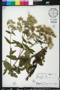 Eupatorium album image