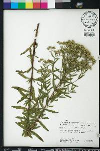 Eupatorium lancifolium image