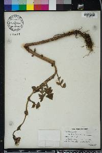 Sonchus oleraceus image