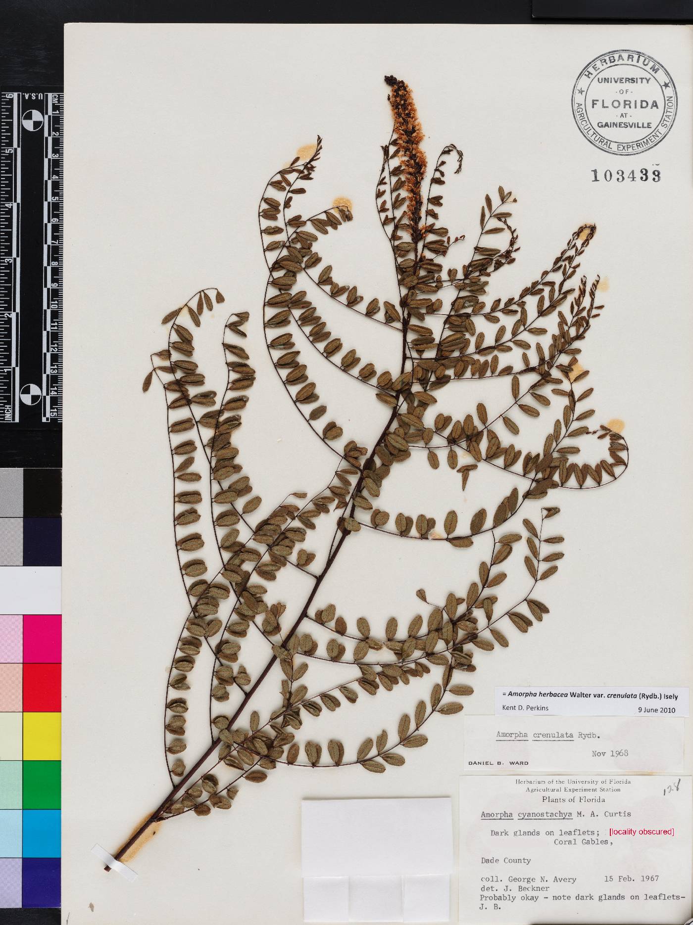 Amorpha herbacea image