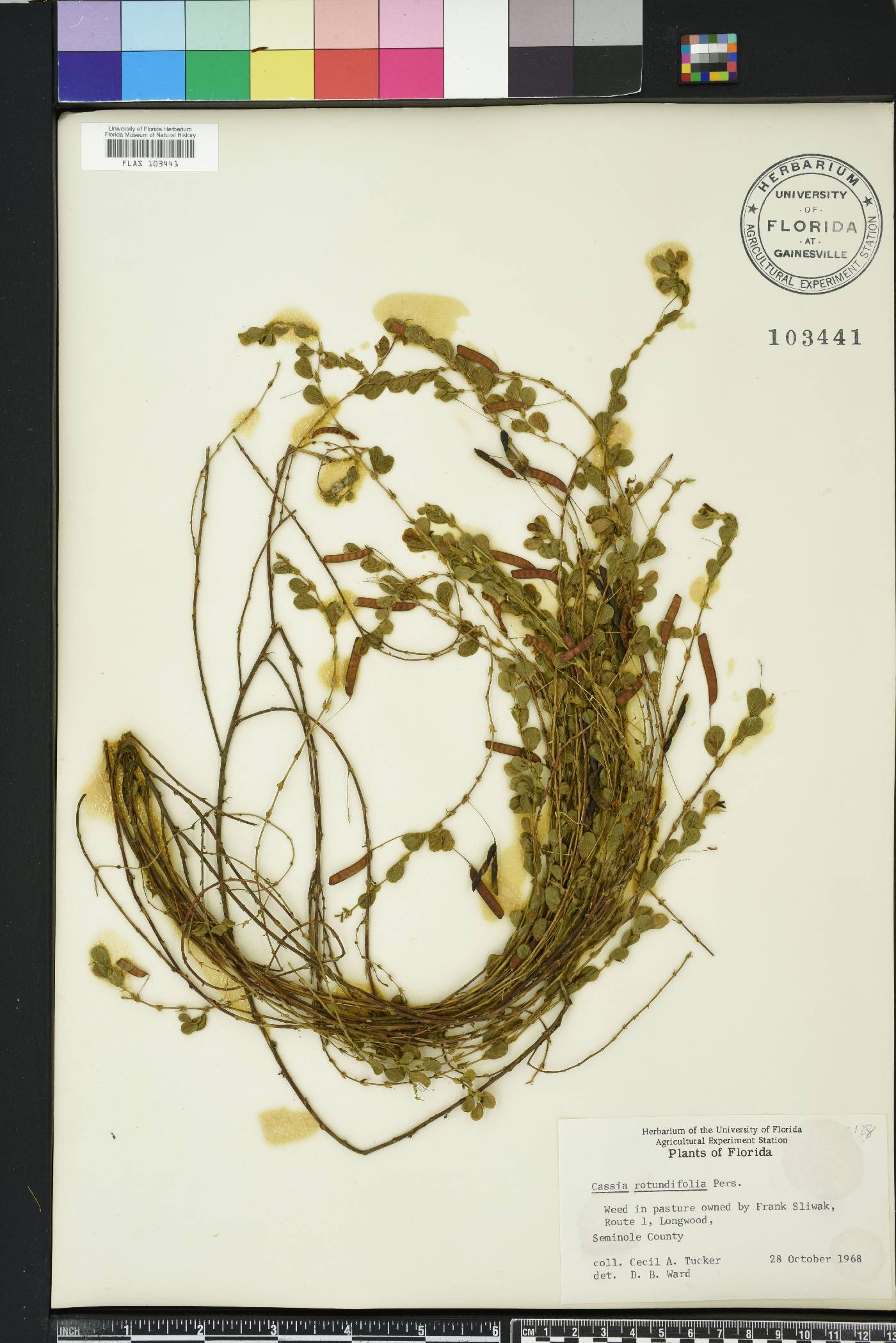 Chamaecrista rotundifolia image