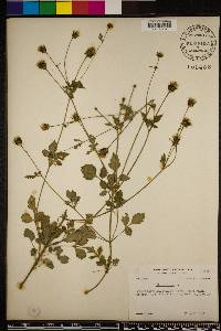 Bidens pilosa image