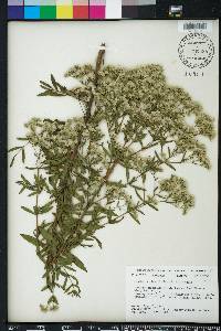 Eupatorium lancifolium image