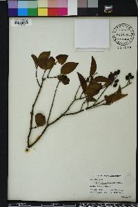 Ligustrum japonicum image