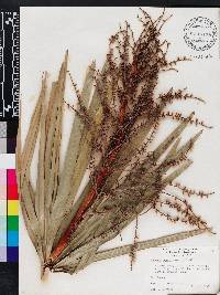 Serenoa repens image