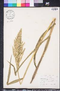 Echinochloa walteri image