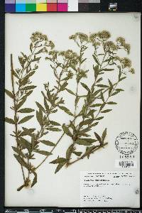 Eupatorium semiserratum image