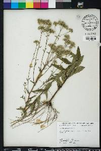 Eupatorium pilosum image