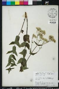 Eupatorium pilosum image