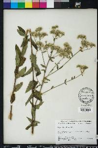 Eupatorium pilosum image