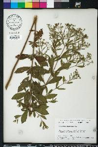 Eupatorium semiserratum image