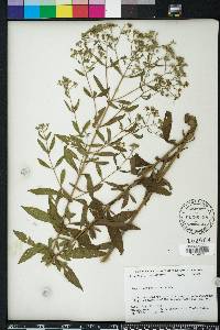 Eupatorium semiserratum image