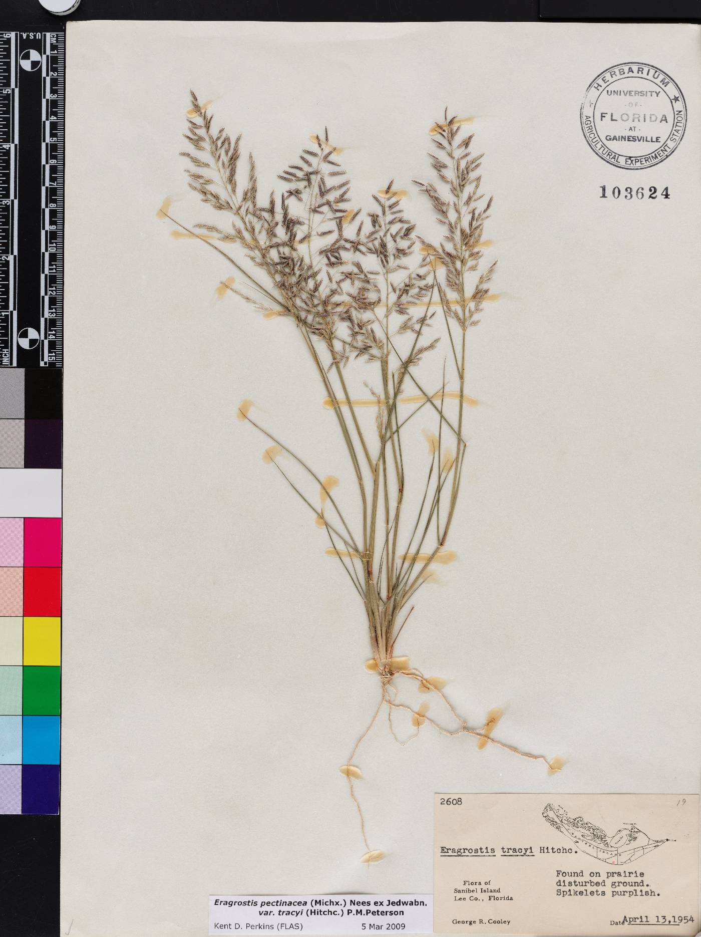 Eragrostis pectinacea var. tracyi image