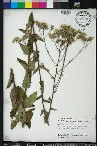 Eupatorium pilosum image