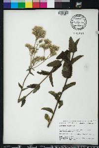 Eupatorium pilosum image