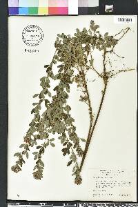 Lespedeza stuevei image