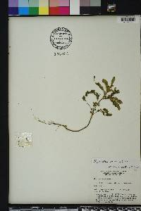 Phyllanthus amarus image