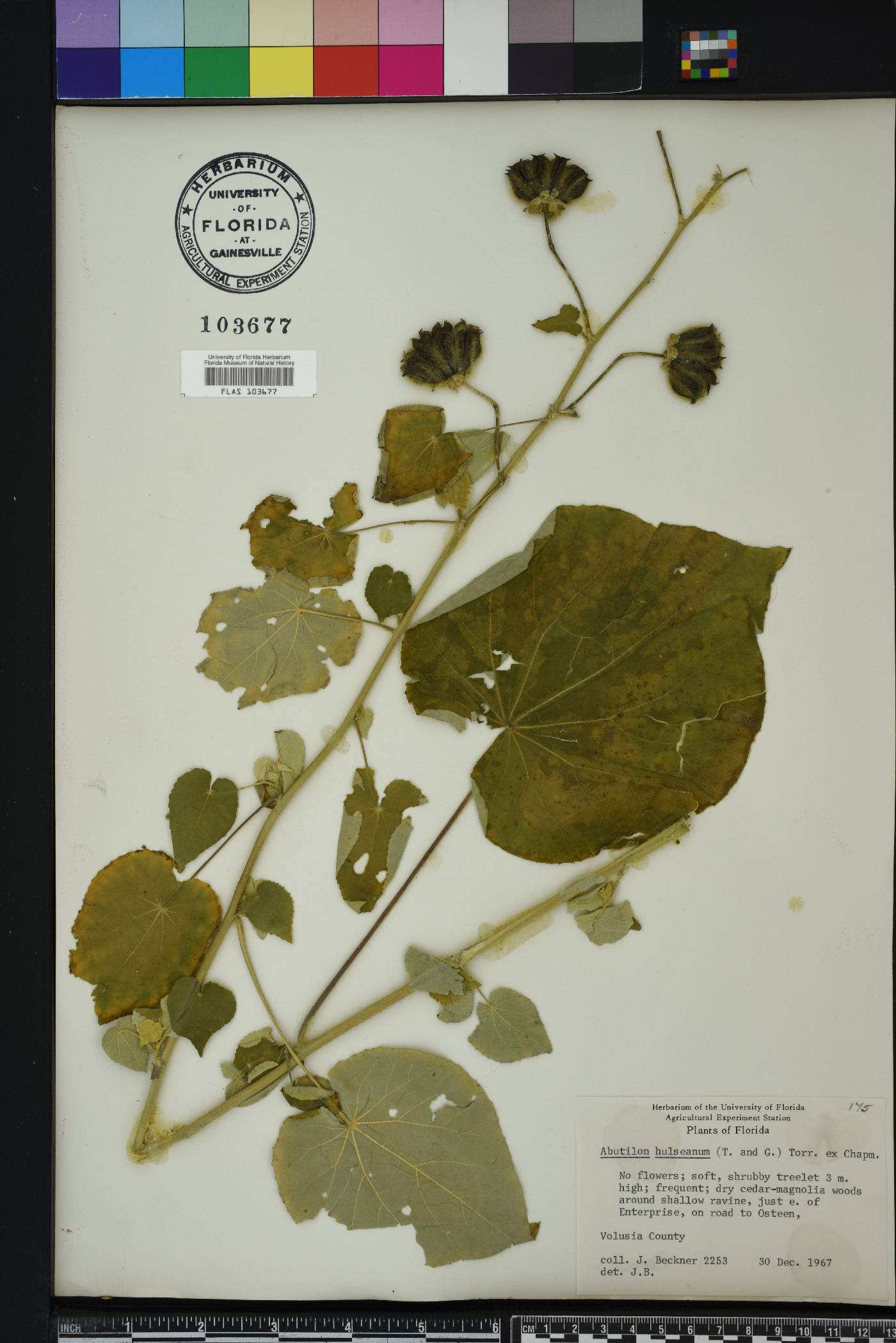 Abutilon hulseanum image